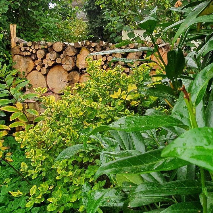 Baumfällung - AB Gartengestaltung
