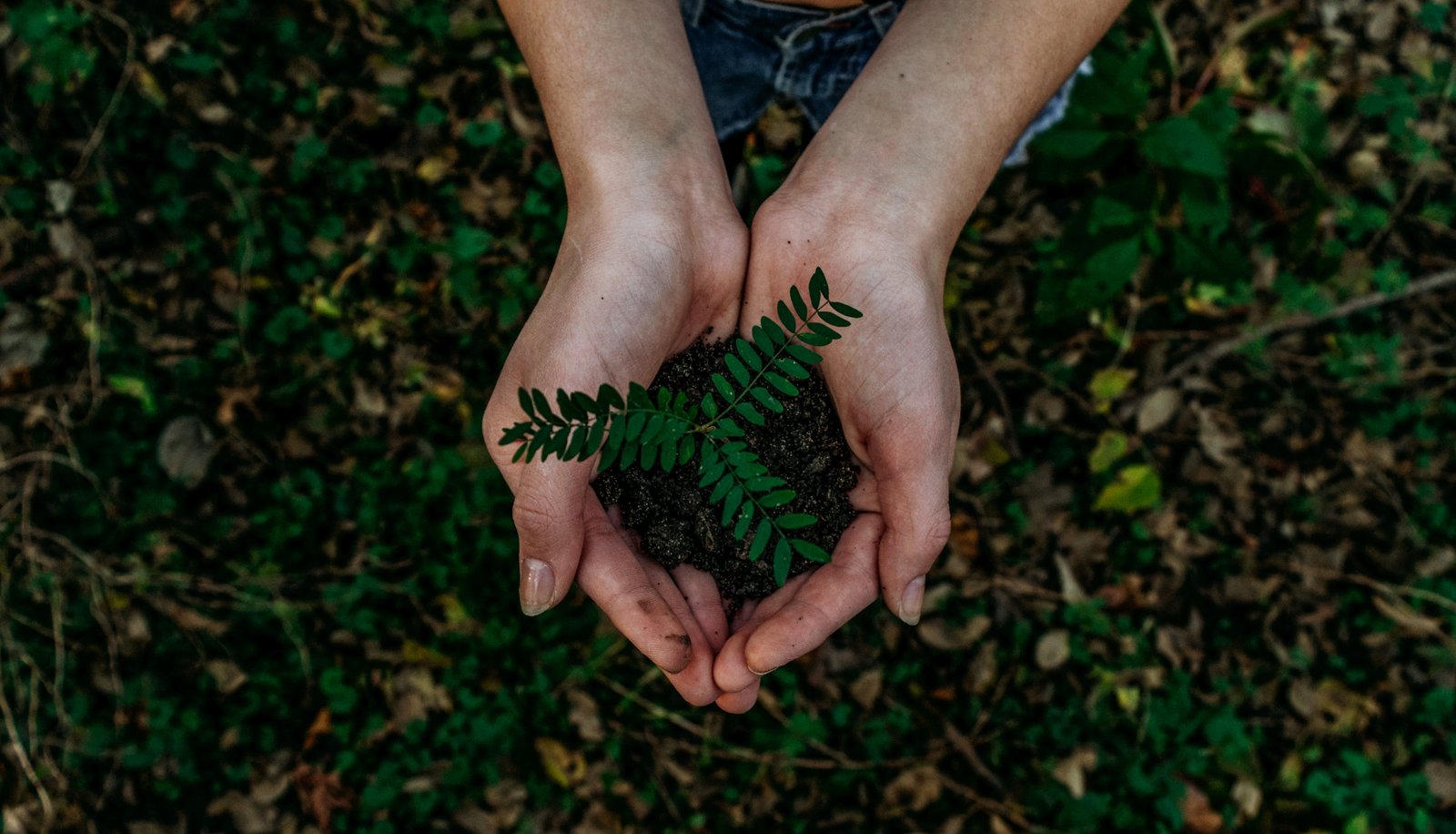 Pflanzung - AB Gartengestaltung