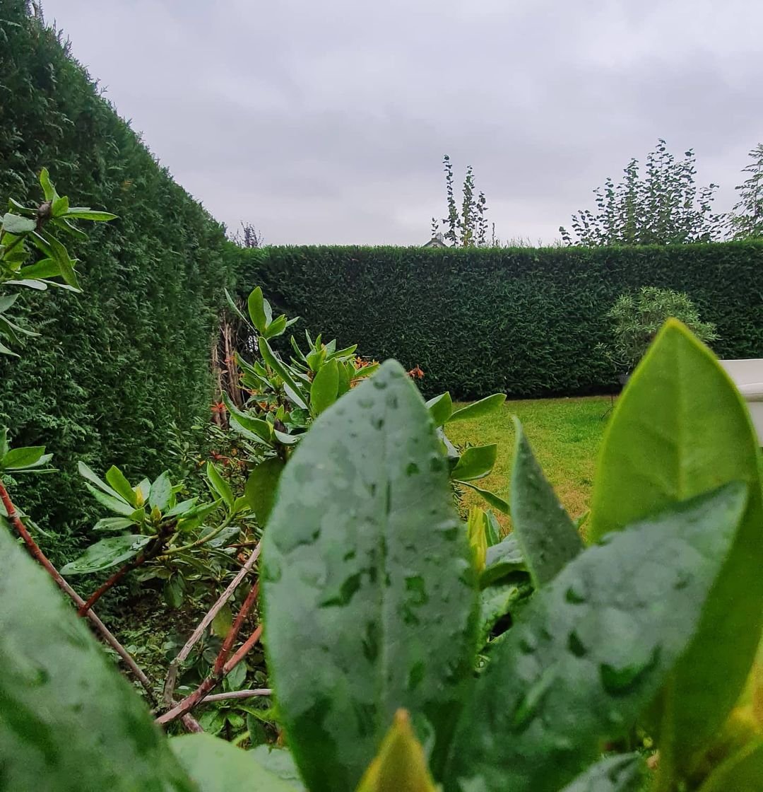 Hecke und Gehölzschnitt - AB Gartengestaltung